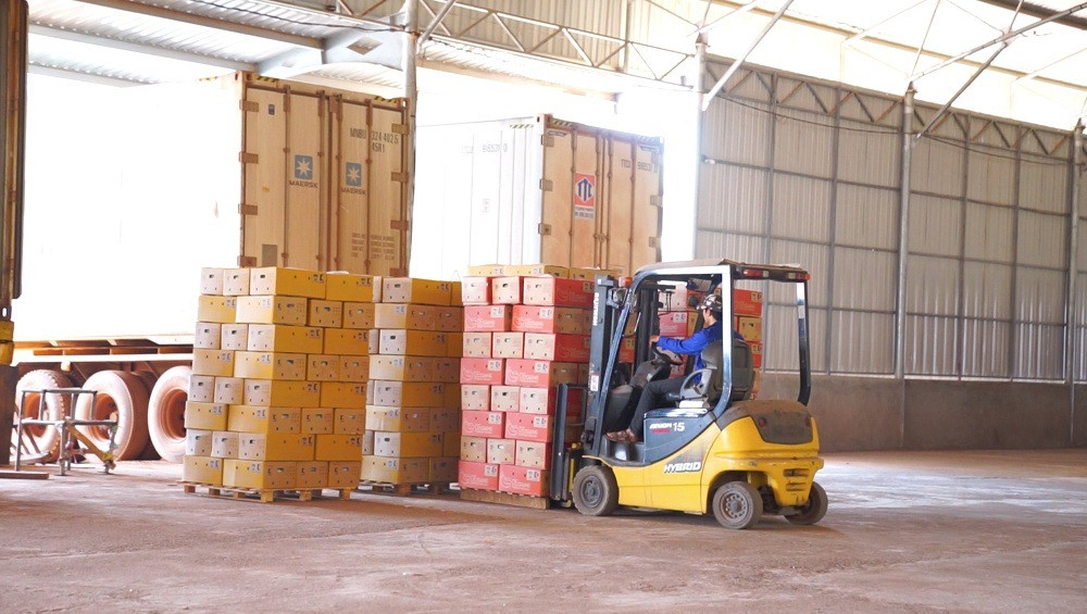 Thilogi phát triển dịch vụ logistics xuất khẩu nông sản với sản lượng lớn - 7