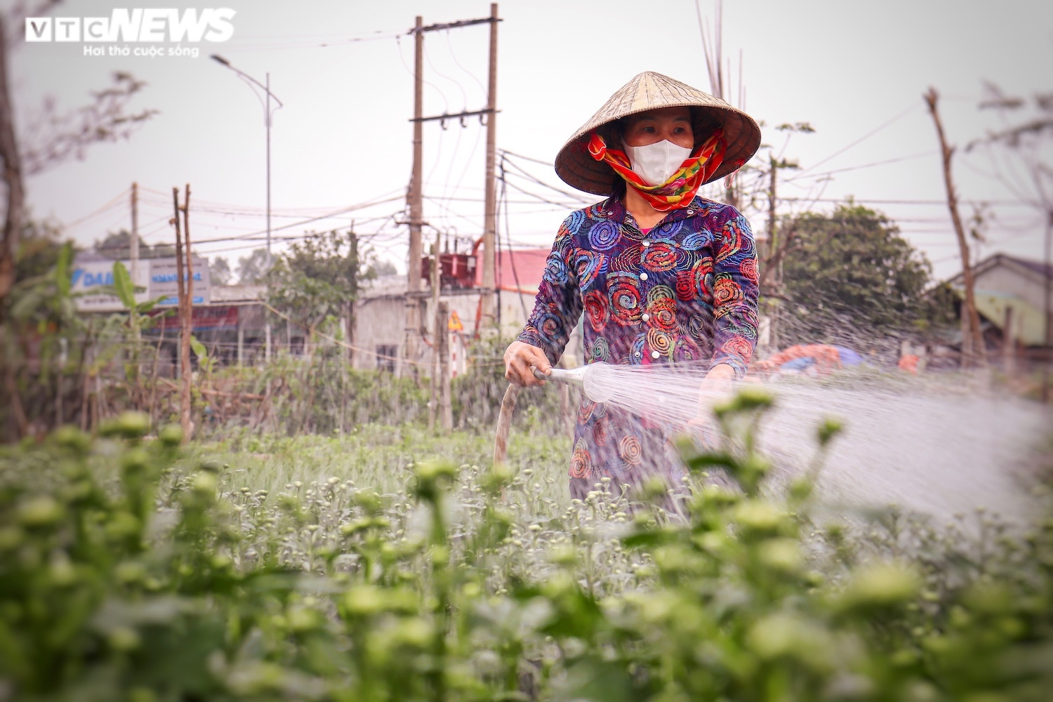 Ảnh: Vắng thương lái, người trồng hoa ở Quảng Bình lo 'mất Tết' - 1