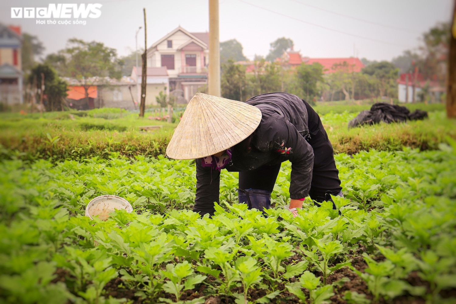 Ảnh: Vắng thương lái, người trồng hoa ở Quảng Bình lo 'mất Tết' - 2