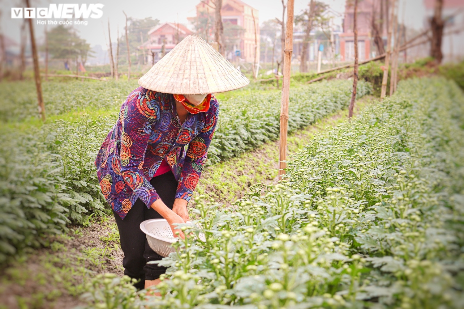 Ảnh: Vắng thương lái, người trồng hoa ở Quảng Bình lo 'mất Tết' - 7