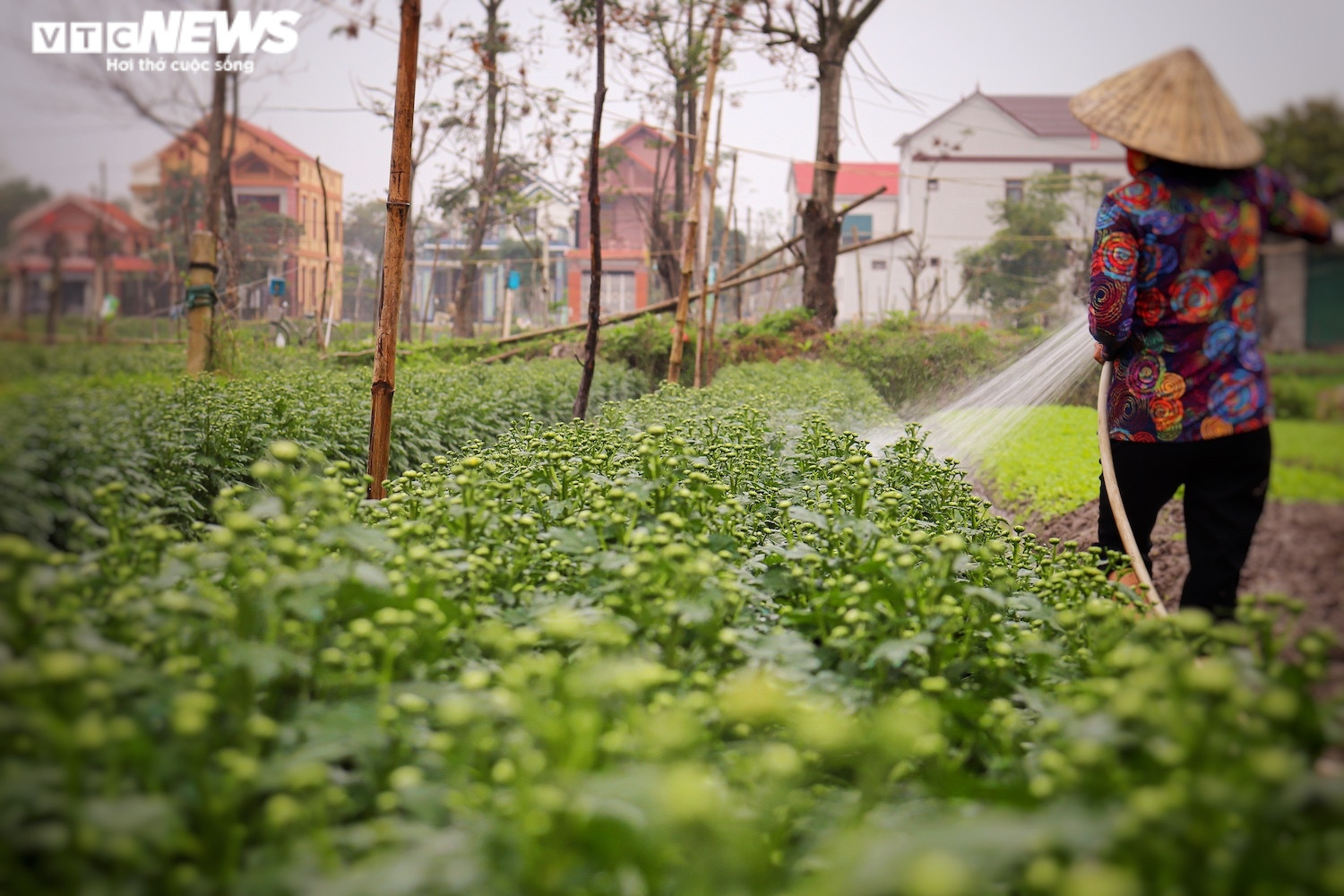 Ảnh: Vắng thương lái, người trồng hoa ở Quảng Bình lo 'mất Tết' - 8