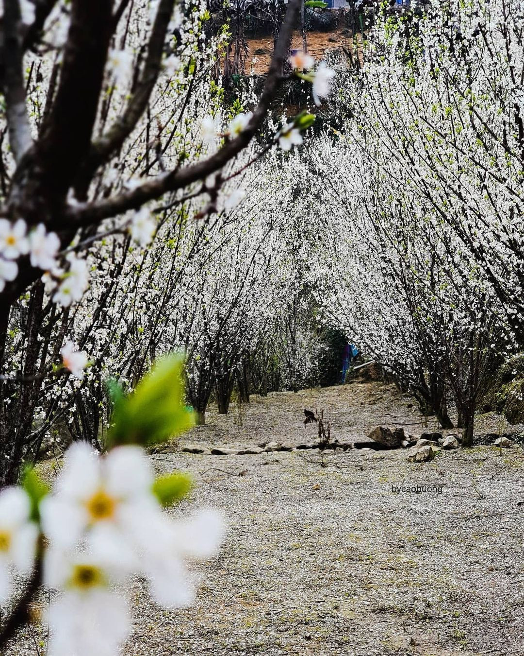 Mùa hoa: Mê mẩn ngắm ‘bông tuyết trắng’ nở rợp trời rẻo cao ảo diệu như cõi tiên - 11