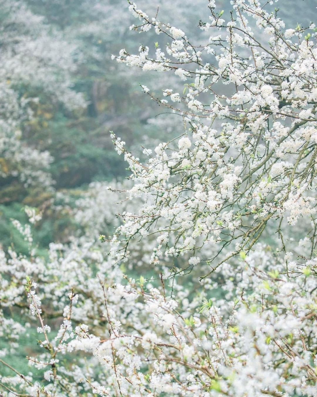 Mùa hoa: Mê mẩn ngắm ‘bông tuyết trắng’ nở rợp trời rẻo cao ảo diệu như cõi tiên - 3