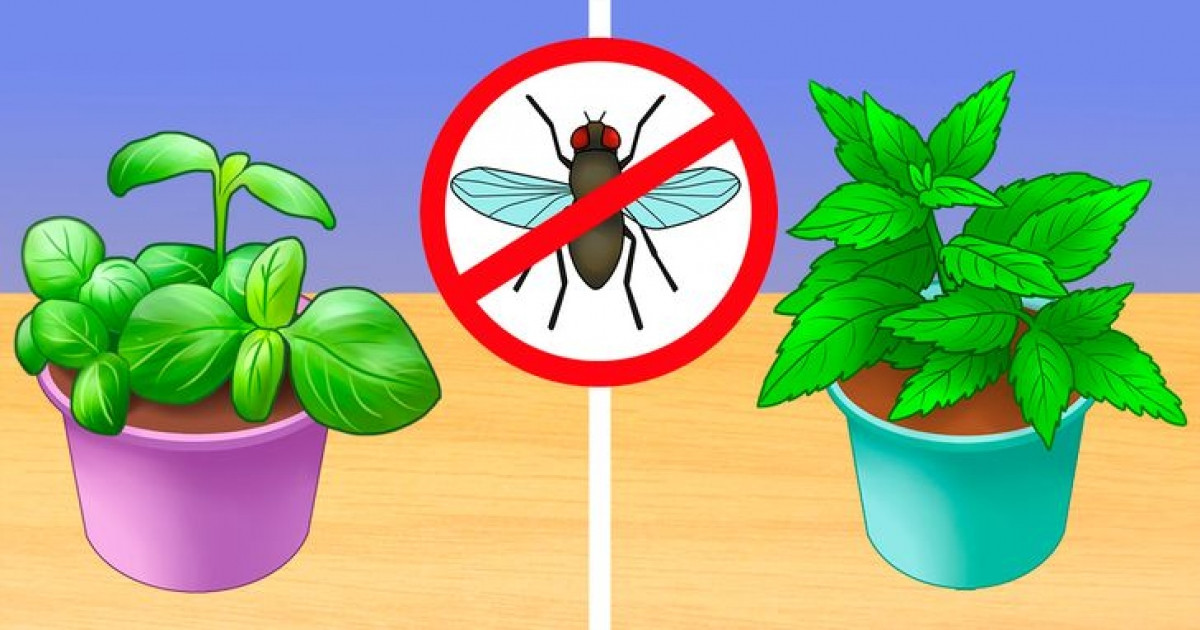 Mẹo loại bỏ côn trùng và hoá chất độc hại trong nhà bạn - 1