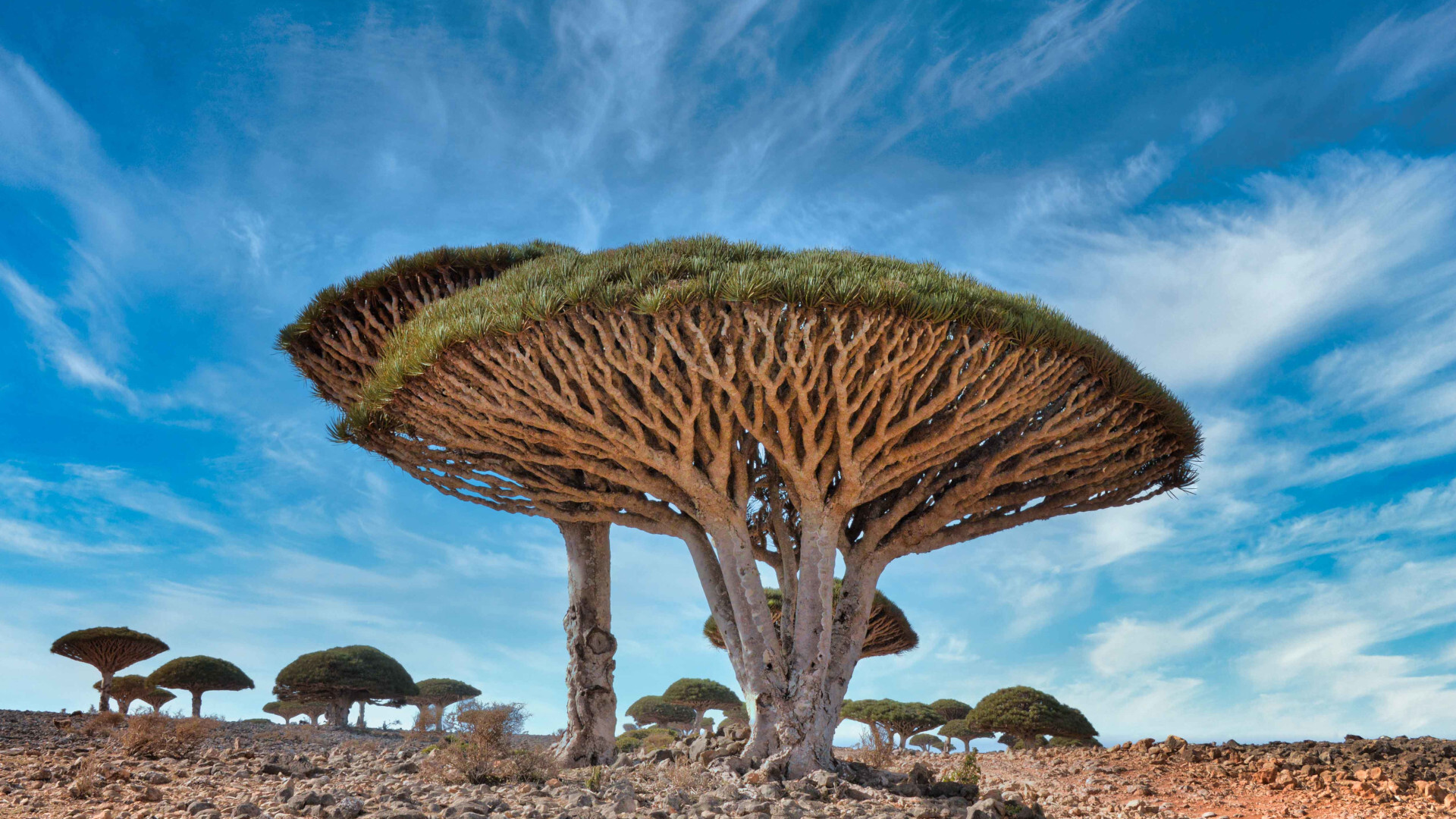 5 loài cây kỳ lạ trông như đến từ hành tinh khác, thoạt nhìn cứ ngỡ photoshop  - 14