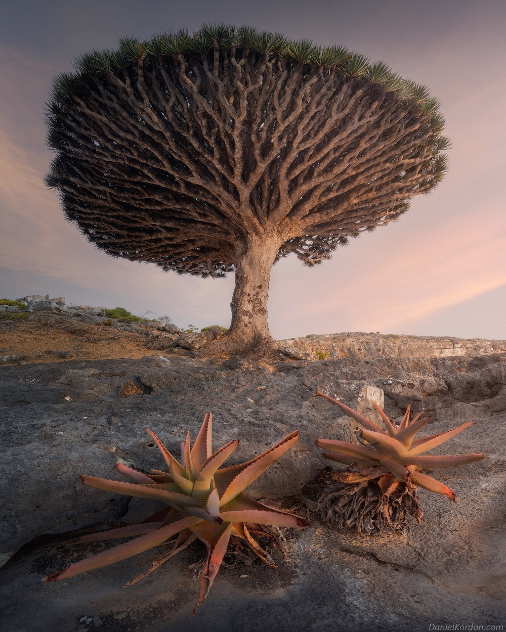 5 loài cây kỳ lạ trông như đến từ hành tinh khác, thoạt nhìn cứ ngỡ photoshop  - 13