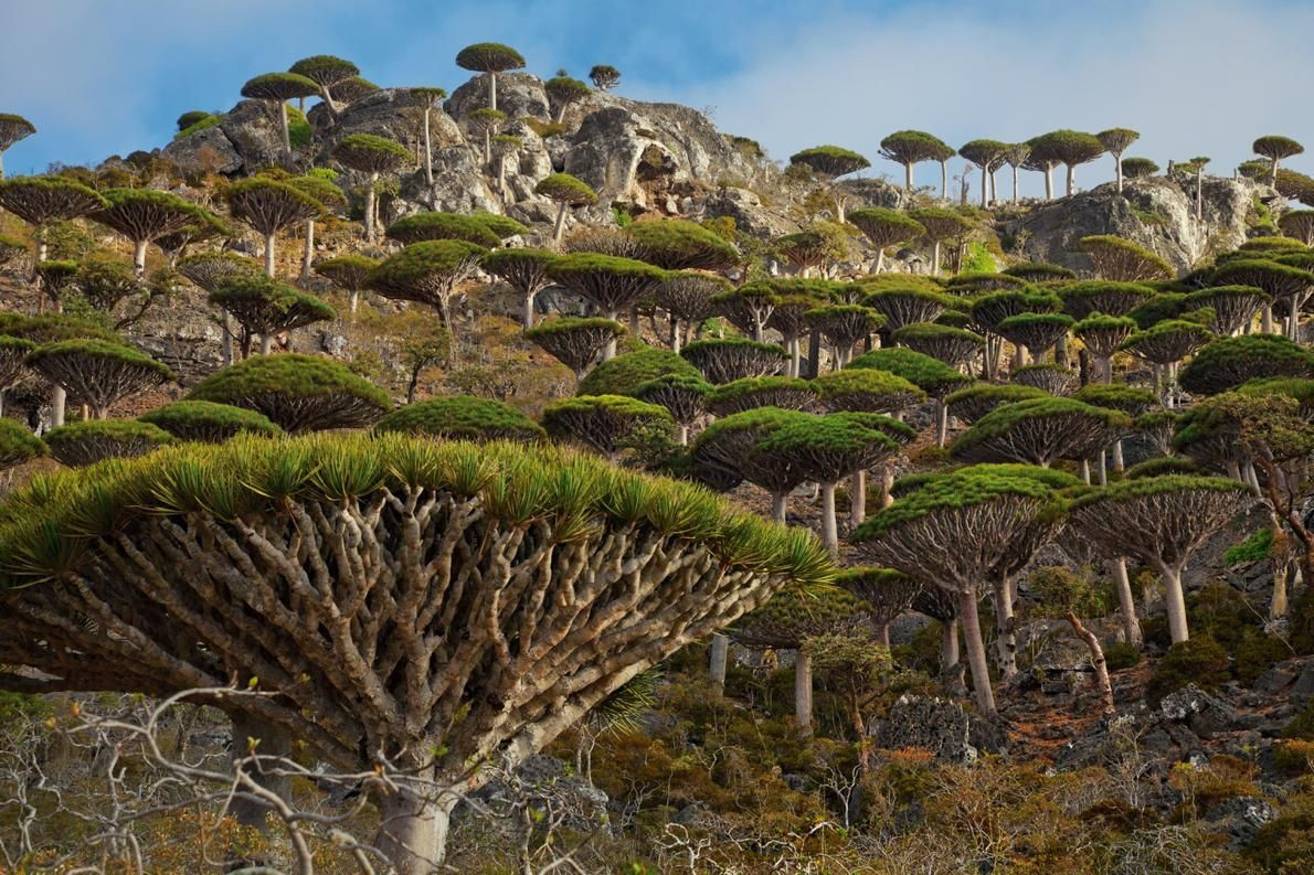 5 loài cây kỳ lạ trông như đến từ hành tinh khác, thoạt nhìn cứ ngỡ photoshop  - 15