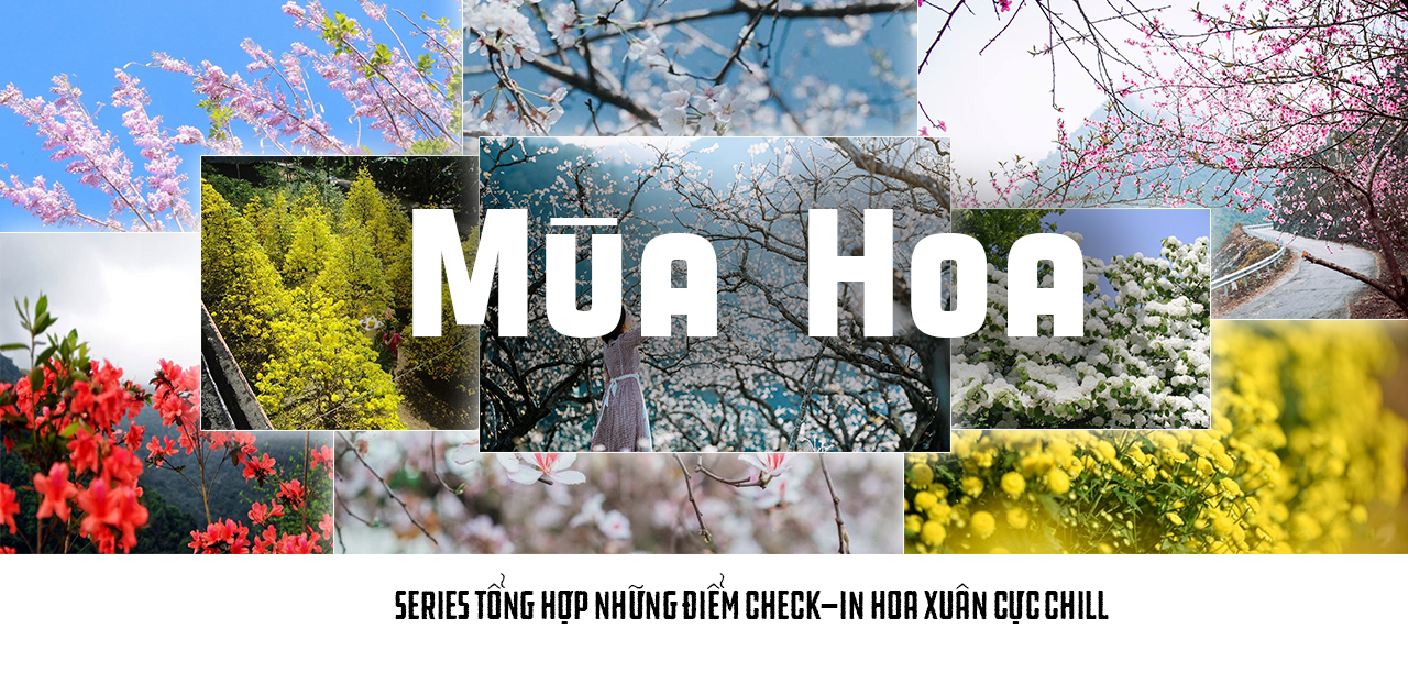 Mùa hoa: Hoa đỗ mai nở rộ đẹp không kém hoa đào, nơi check-in lại sát Sài Gòn - 13