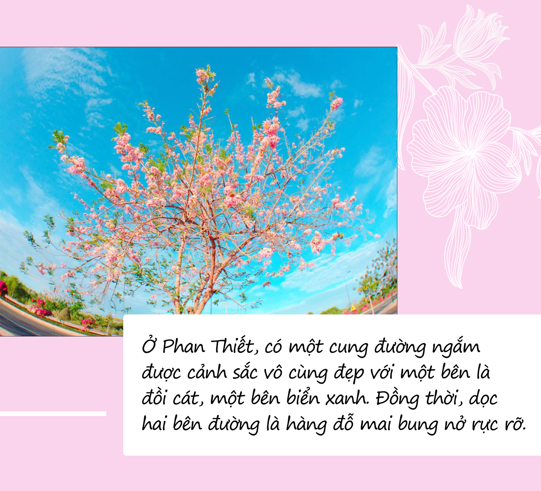 Mùa hoa: Hoa đỗ mai nở rộ đẹp không kém hoa đào, nơi check-in lại sát Sài Gòn - 9