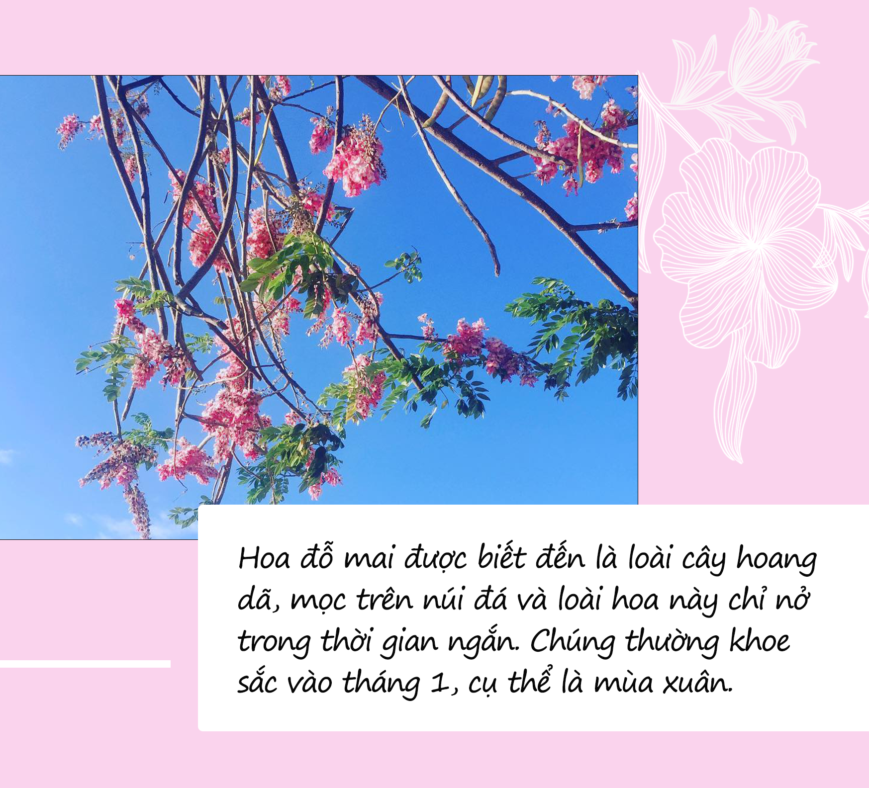Mùa hoa: Hoa đỗ mai nở rộ đẹp không kém hoa đào, nơi check-in lại sát Sài Gòn - 1
