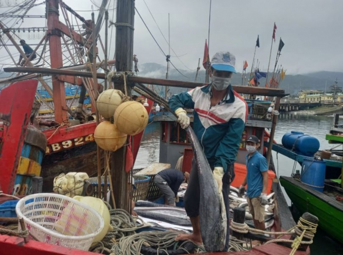 Nhiều thương lái đã có mặt tại cảng để thu mua cá.