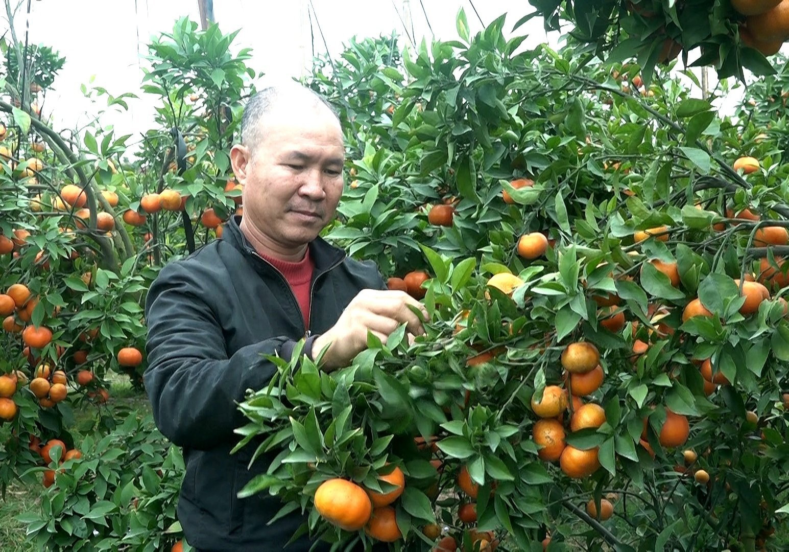 Cam, bưởi được mùa trúng giá vụ Tết, nông dân Bắc Giang thu lãi tiền tỷ - 3