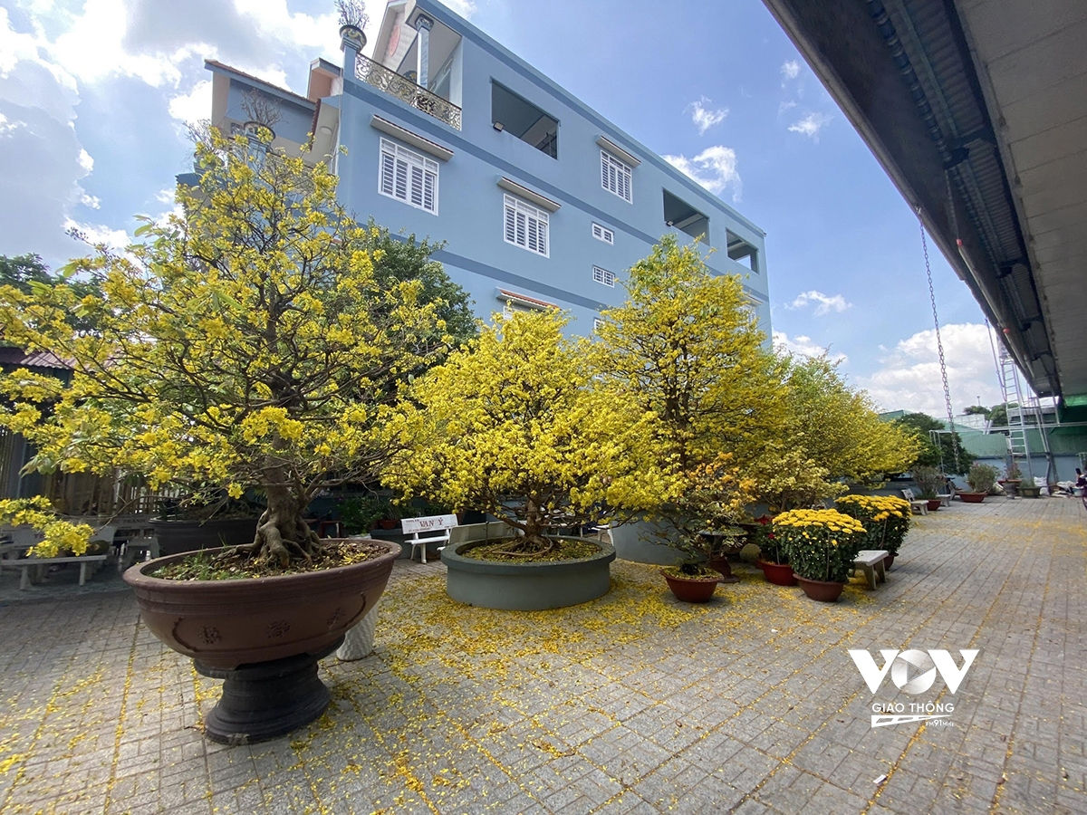 Những ngày qua, rất đông người dân ở An Giang và các tỉnh Miền Tây đổ về quán cà phê trên đường Nguyễn Hoàng, phường Mỹ Hòa, TP. Long Xuyên, tỉnh An Giang) để ngắm cây mai 200 tuổi do ông Dương Tấn Dũng (57 tuổi) sở hữu.