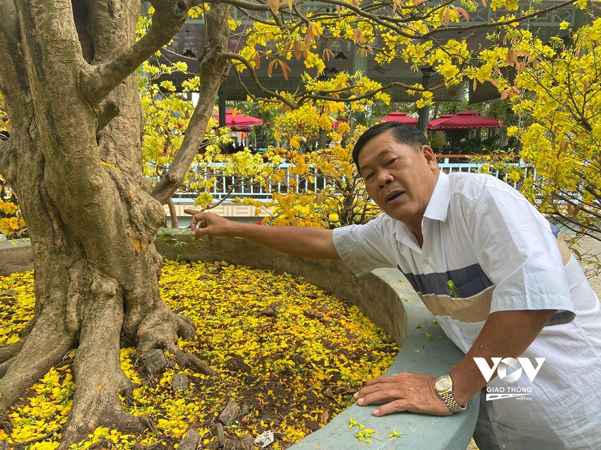 Ông Dũng cho biết, mua cây mai này ở cù lao Tân Lộc (quận Thốt Nốt, Cần Thơ) vào cuối năm 2018 với giá 1,7 tỷ đồng. Sau khi mua về, có nhiều người hỏi mua, thậm chí có người chốt giá 6 tỷ đồng nhưng ông không bán.