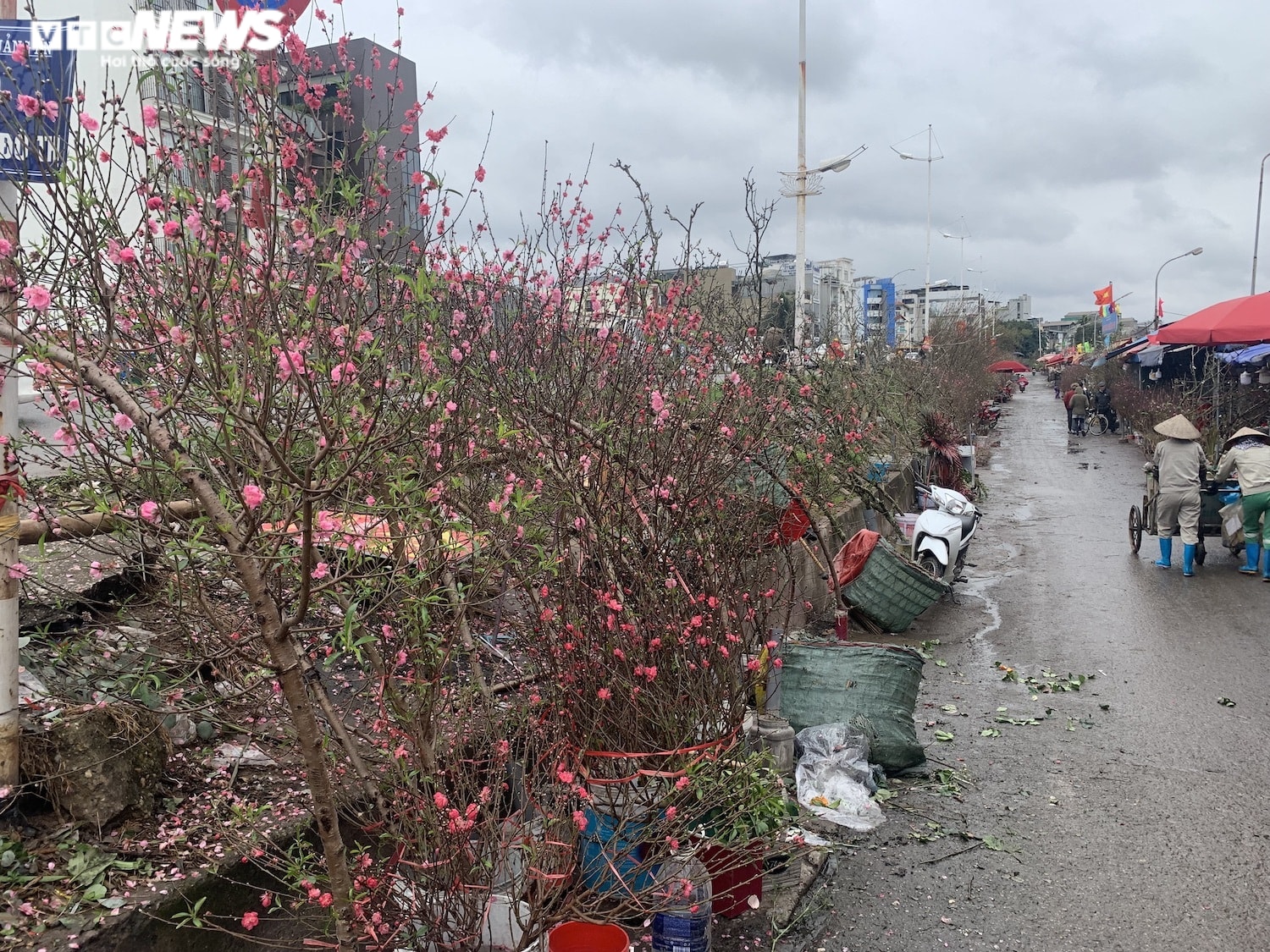 Rằm tháng Giêng, đào Nhật Tân đỏ ối, giá siêu rẻ nhưng vắng khách mua - 3