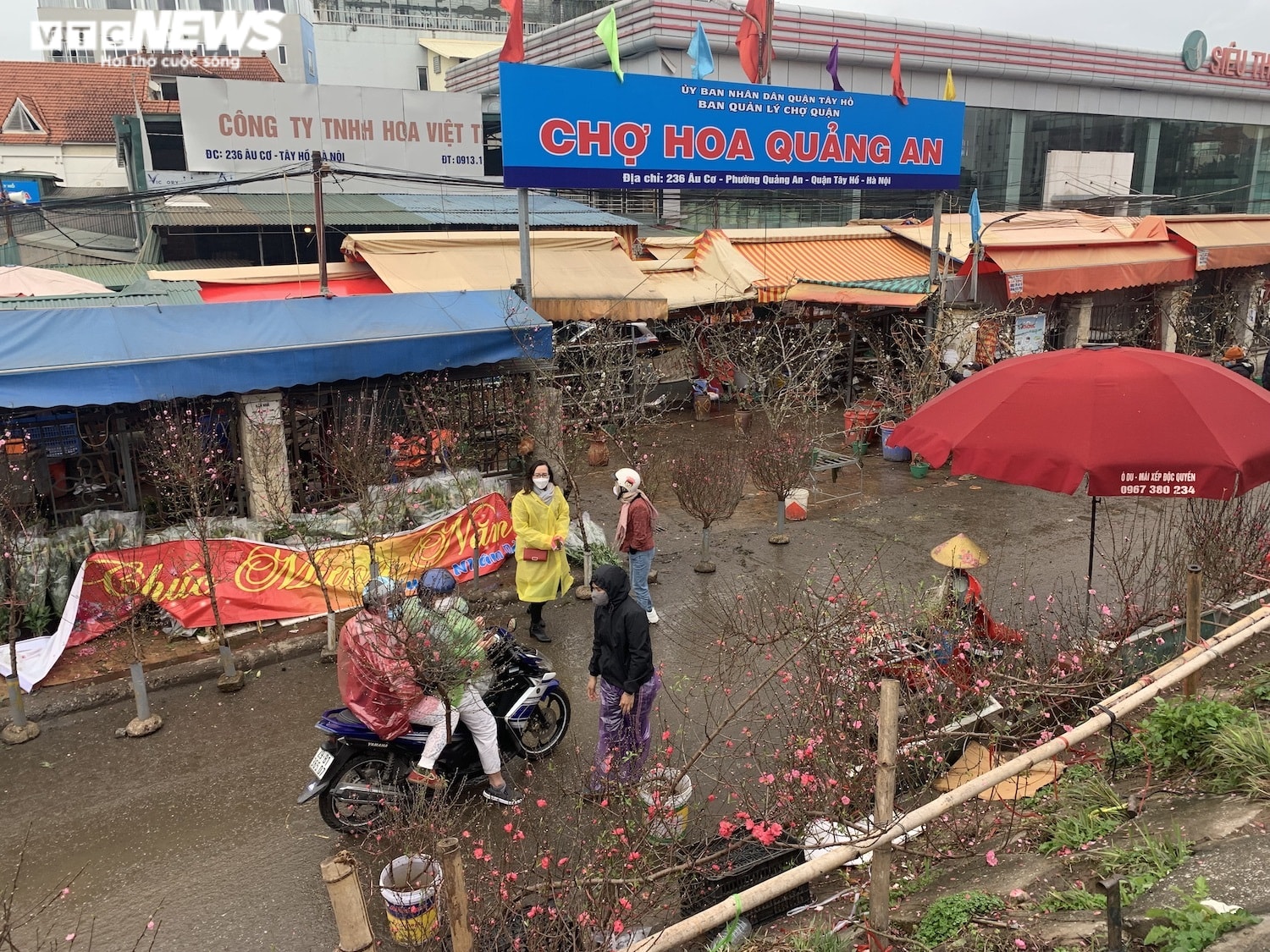 Rằm tháng Giêng, đào Nhật Tân đỏ ối, giá siêu rẻ nhưng vắng khách mua - 2