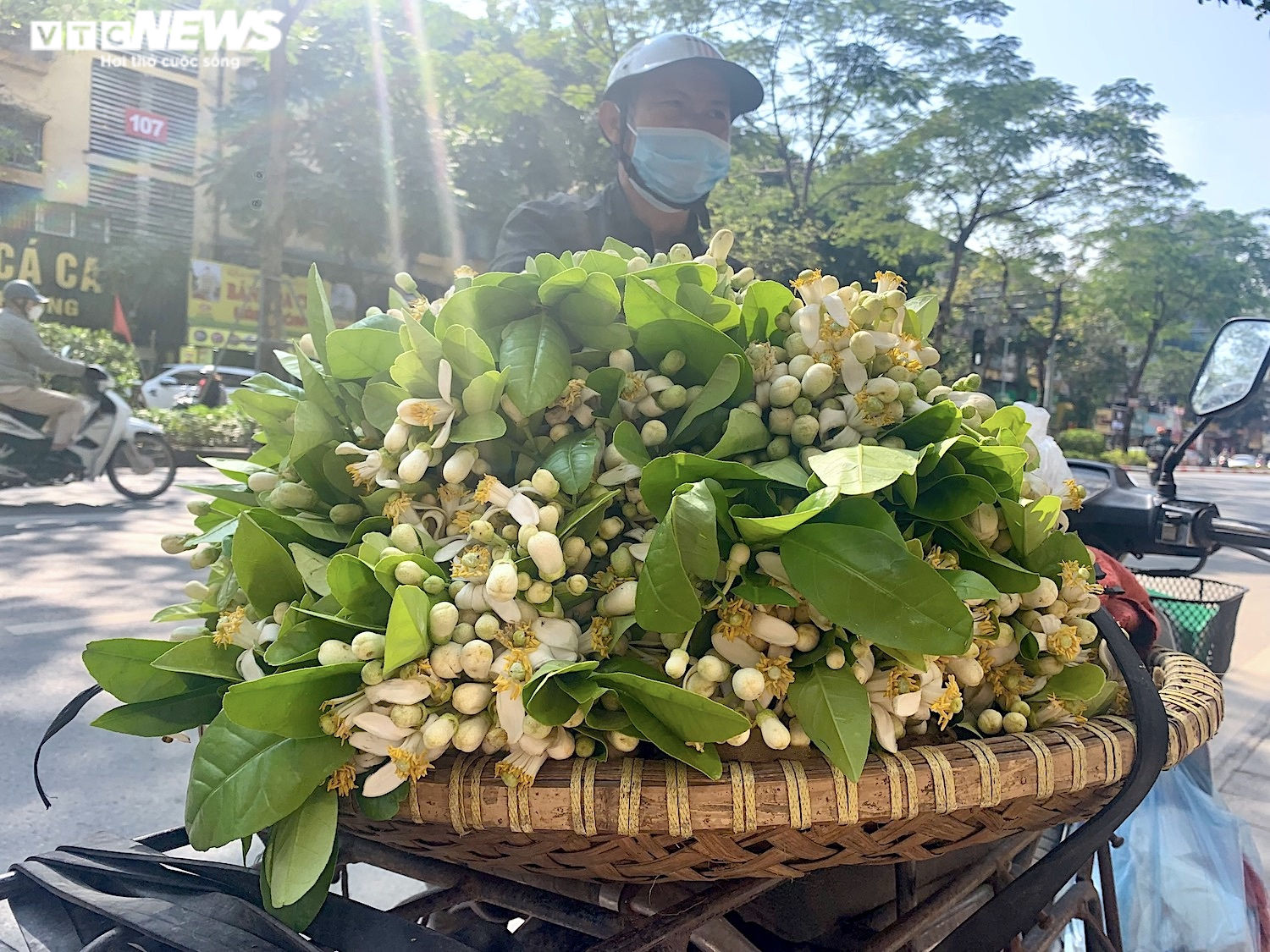 Xuống phố đầu mùa, hoa bưởi đắt như hoa nhập khẩu - 2