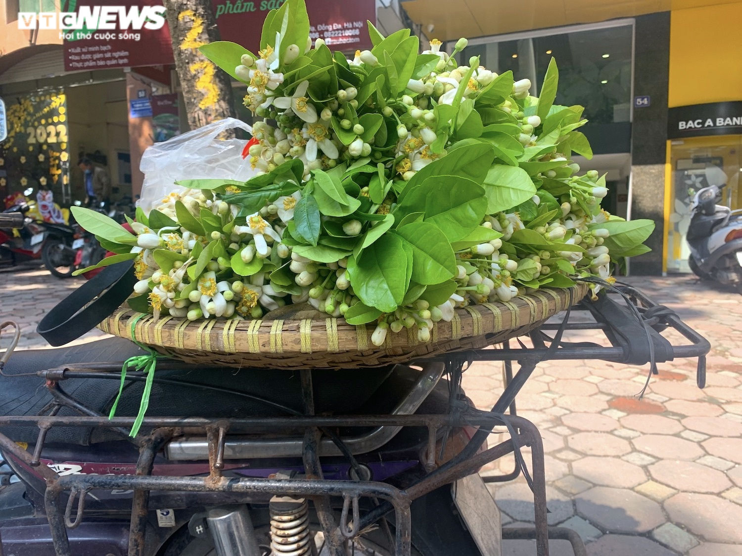 Xuống phố đầu mùa, hoa bưởi đắt như hoa nhập khẩu - 3
