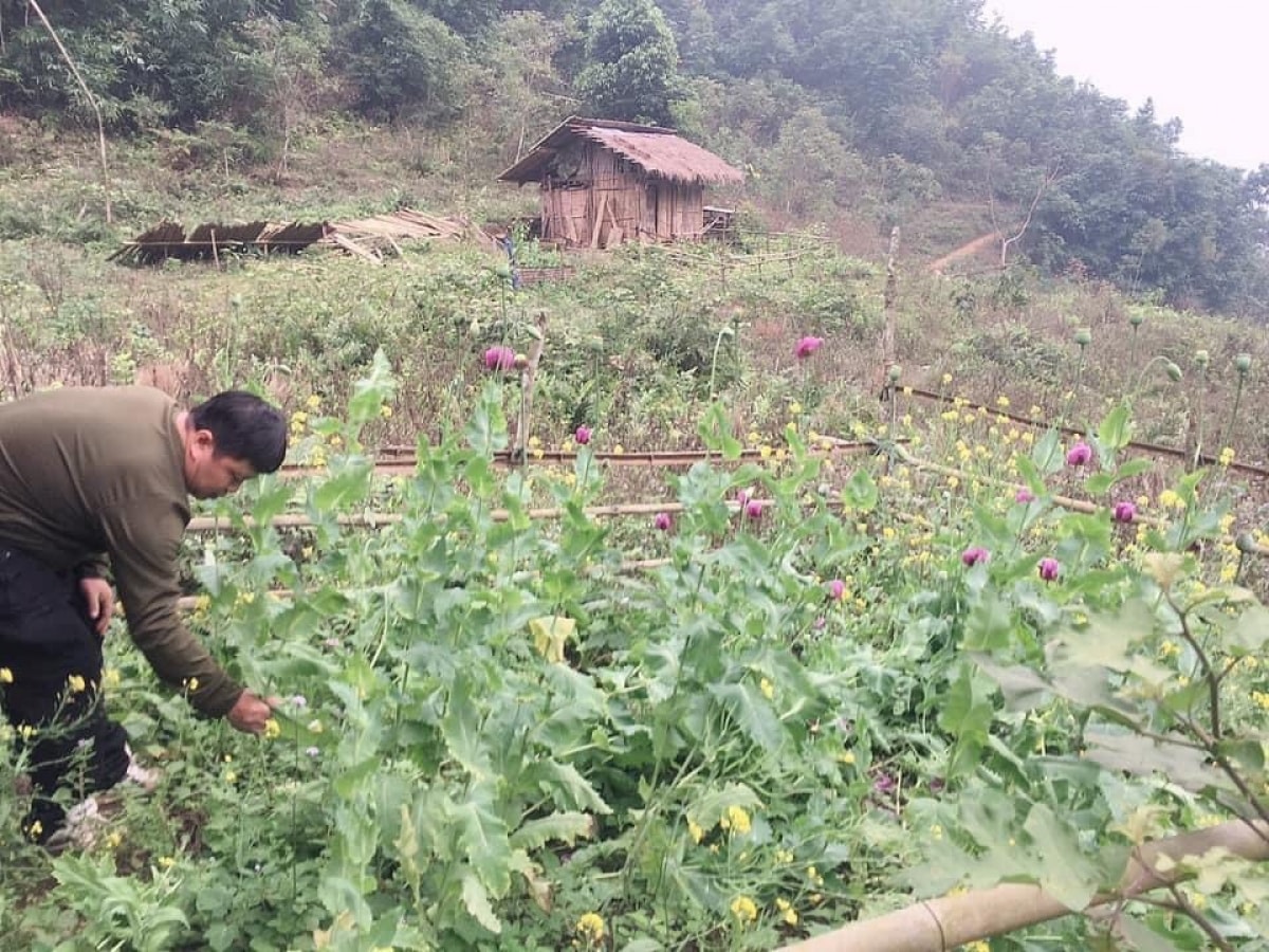 115 cây thuốc phiện được Công an phát hiện tại Lũng Kim, xóm Phiêng Phát, huyện Bảo Lâm