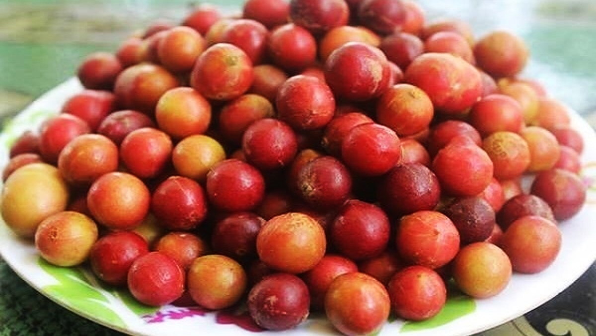 Trái da đá - đặc sản độc nhất vô nhị, muốn ăn phải tìm đến Ninh Thuận mới có - 1