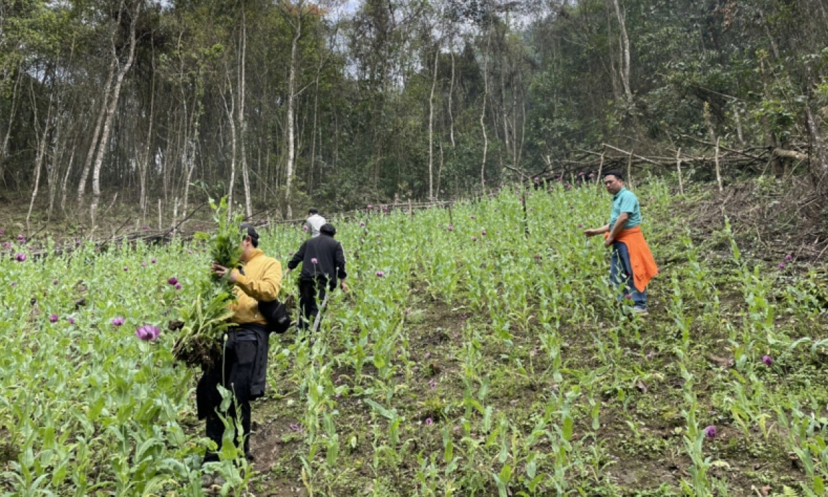 Những vườn cây thuốc phiện trồng trái phép trong rừng sâu được Công an huyện Nguyên Bình, tỉnh Cao Bằng phát hiện, tiêu hủy.