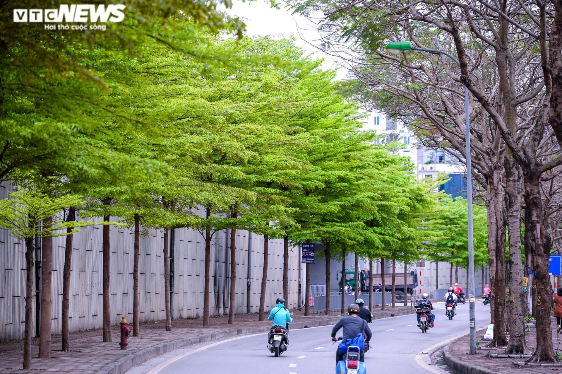 Bàng lá nhỏ thay sắc, phố Hà Nội đẹp nao lòng trong tiết giao mùa tháng 3 - 3