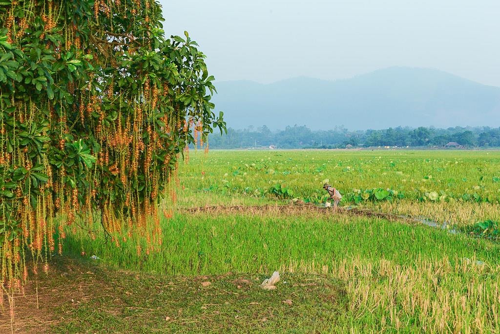 Cảnh sắc ấn tượng nơi quần thể lộc vừng 1000 tuổi cùng bí ẩn mộ con gái vua Hùng - 5