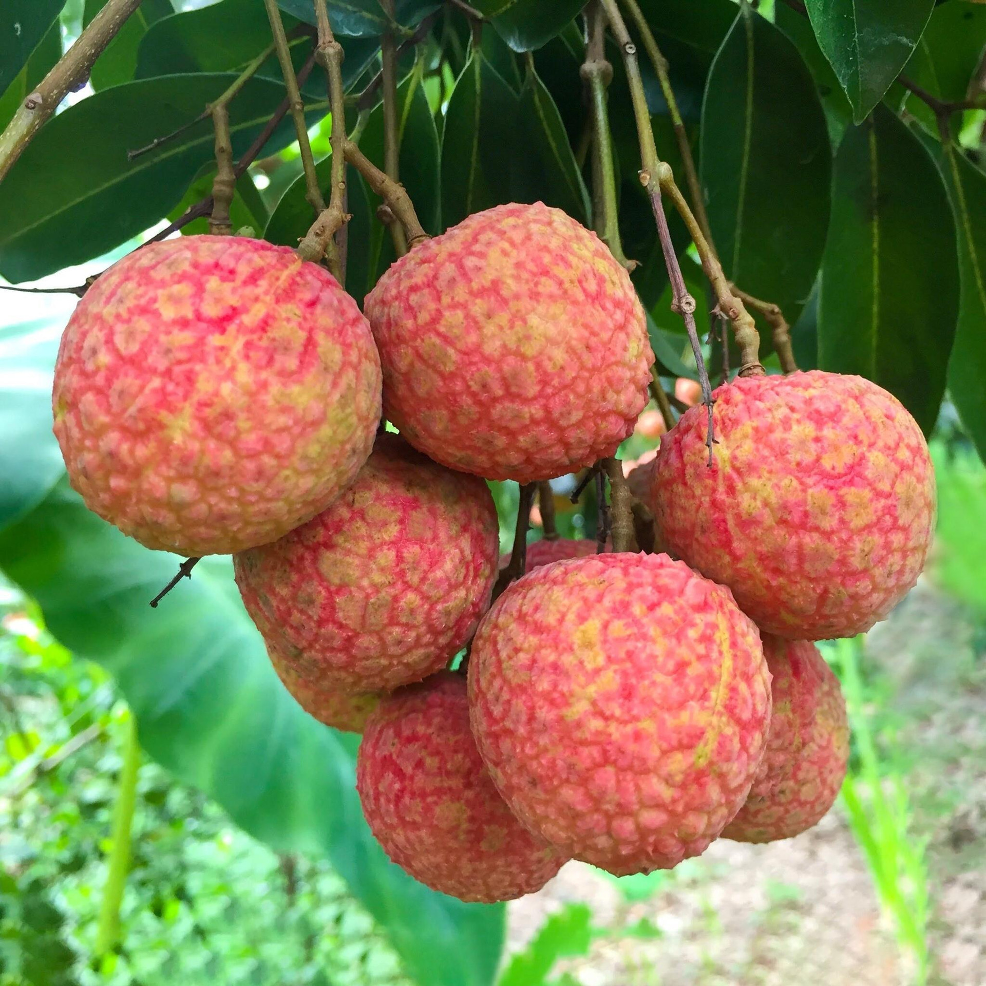 Những loại quả rẻ bèo ở Việt Nam nhưng sang nước bạn lại là 'hàng hiếm' đắt đỏ - 4