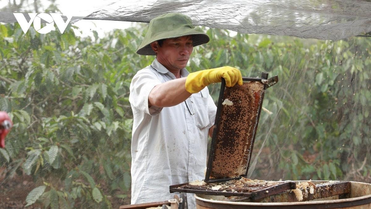 Bộ Thương mại Mỹ giảm thuế chống bán phá giá 7 lần đối với mật ong Việt Nam - 1