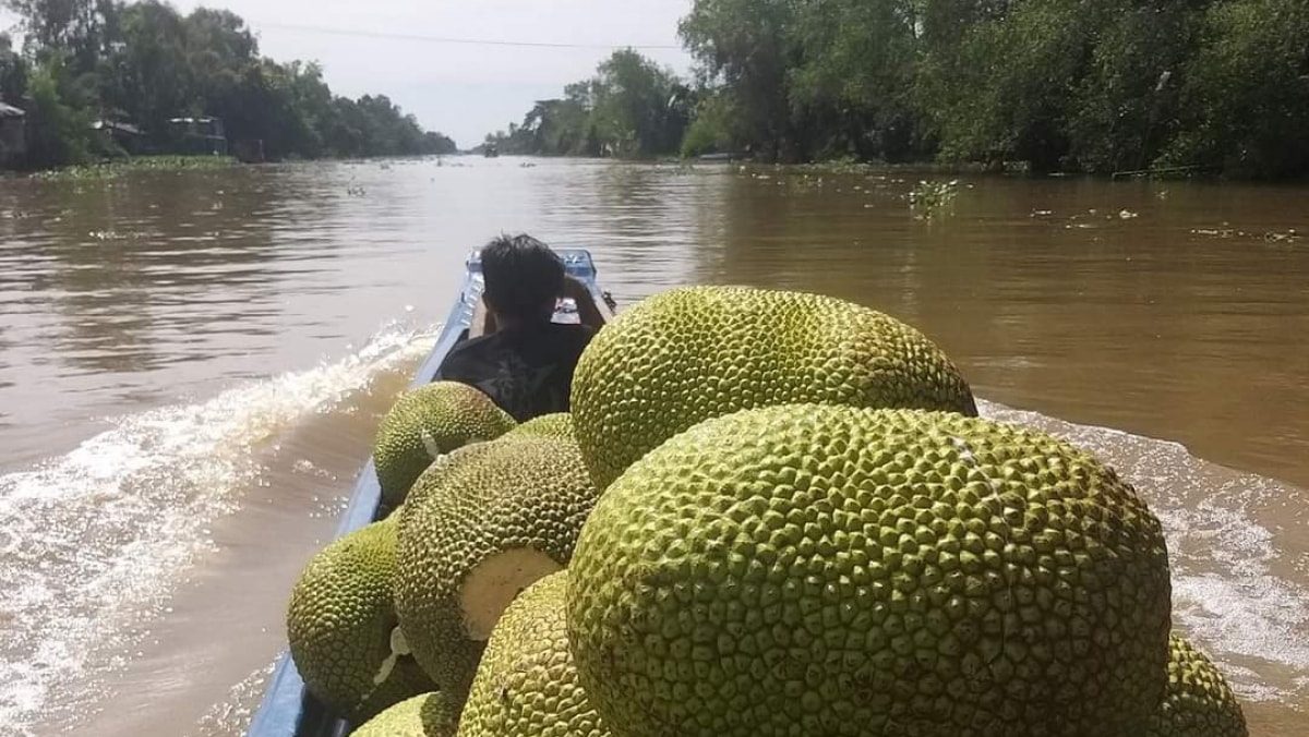 Giá mít Thái đang rớt xuống mức thấp do hiện tại đang vào mùa mưa, mít thu hoạch tại các tỉnh miền Tây rất nhanh hư và khó bảo quản.