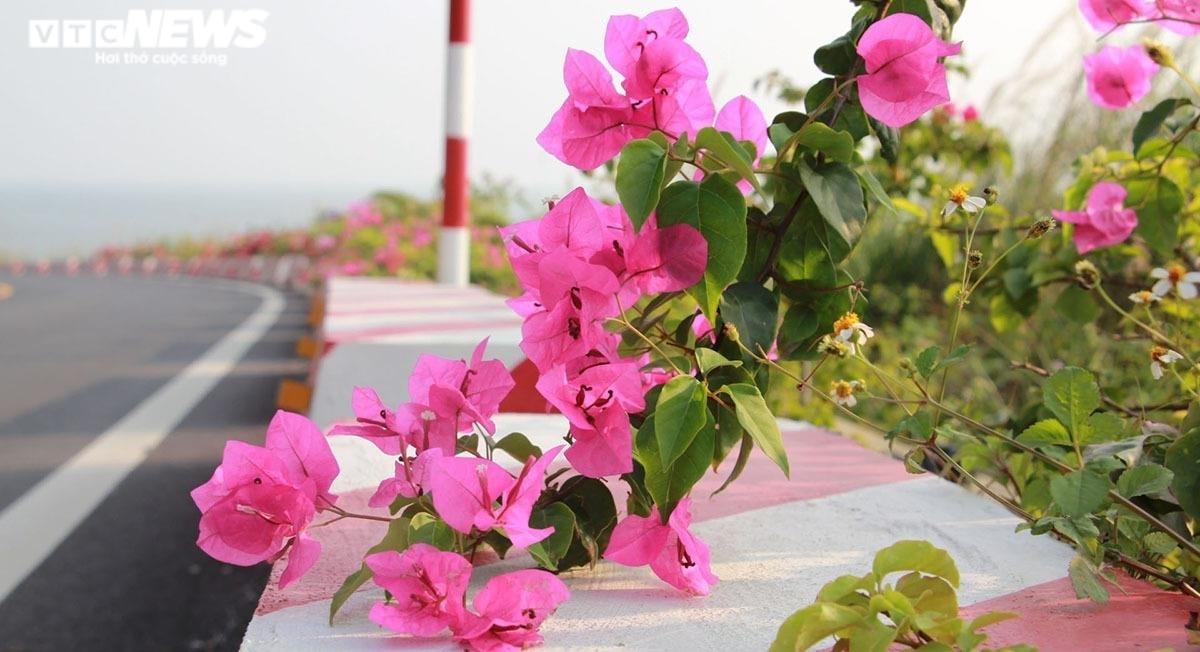 Các loài cây được sử dụng gồm hoa giấy, bông trang, dâm bụt lùn, mai vạn phúc, cây chuỗi ngọc vàng, cỏ nhật, cự ly tùy từng loại cây.