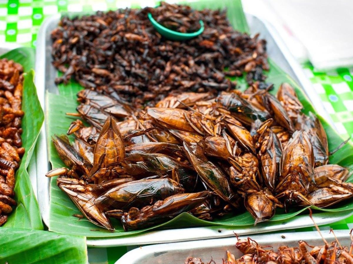 Cà cuống: Món ngon quý hiếm từ sình lầy, không phải ai cũng có cơ hội ăn thử - 2