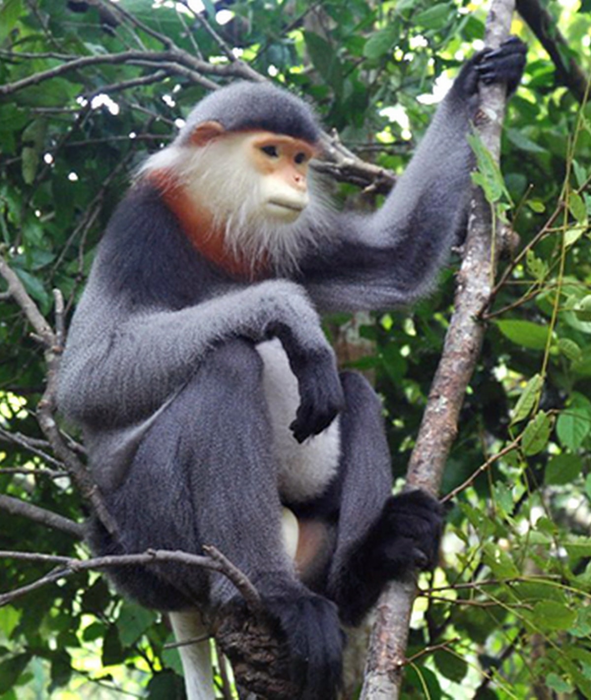 Voọc chà vá chân xám (tên khoa học Grey Shanked-Douc-Langur)