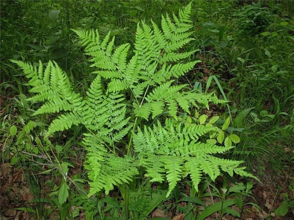 Cây dương xỉ có tác dụng gì? - 1