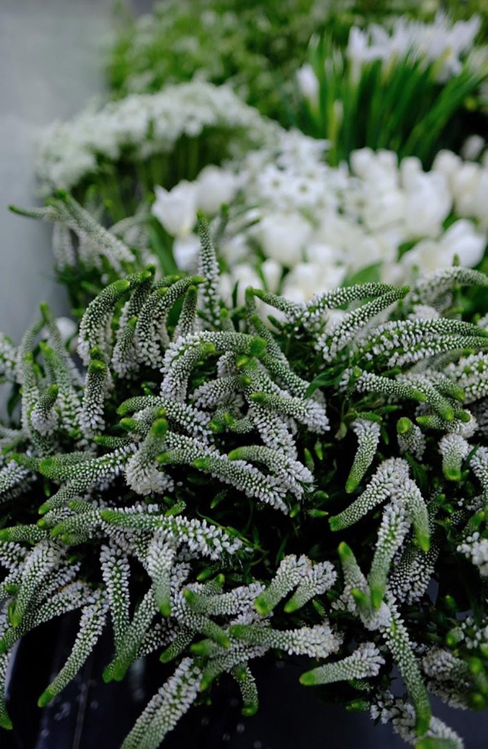 Ngô Thanh Vân cùng chồng trẻ làm tiệc chào đón khách mời trước đám cưới - 15