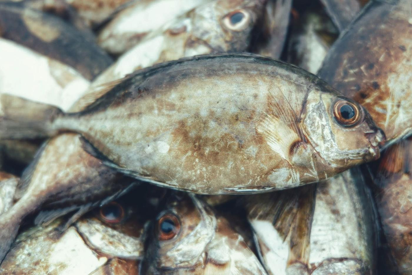 Bánh khoái cá kình làng Chuồn - món ăn độc đáo ở xứ Huế khiến thực khách mê đắm - 2