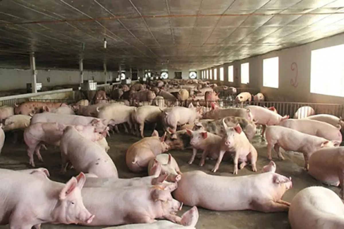 Giá lợn hơi tại một số khu vực trên cả nước có xu hướng tăng mạnh.
