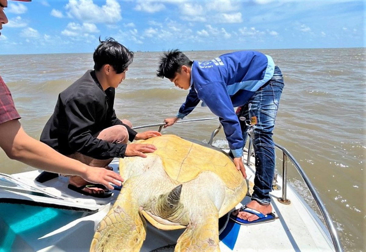 Cá thể vích nặng khoảng 120 kg được thả về biển