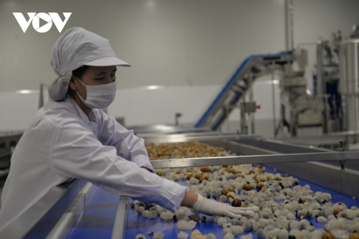 Một công đoạn trong dây chuyền chế biến ở Nhà máy chế biến hoa quả tươi và thảo dược huyện Vân Hồ (Sơn La).