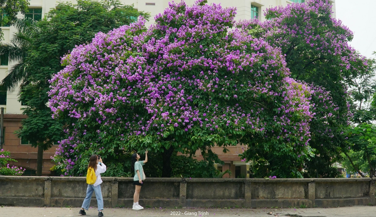 Cây hoa bằng lăng có tán lá dày và rộng vì thế nó được trồng là cây bóng mát tại những công trình trọng điểm, công viên, đường phố…