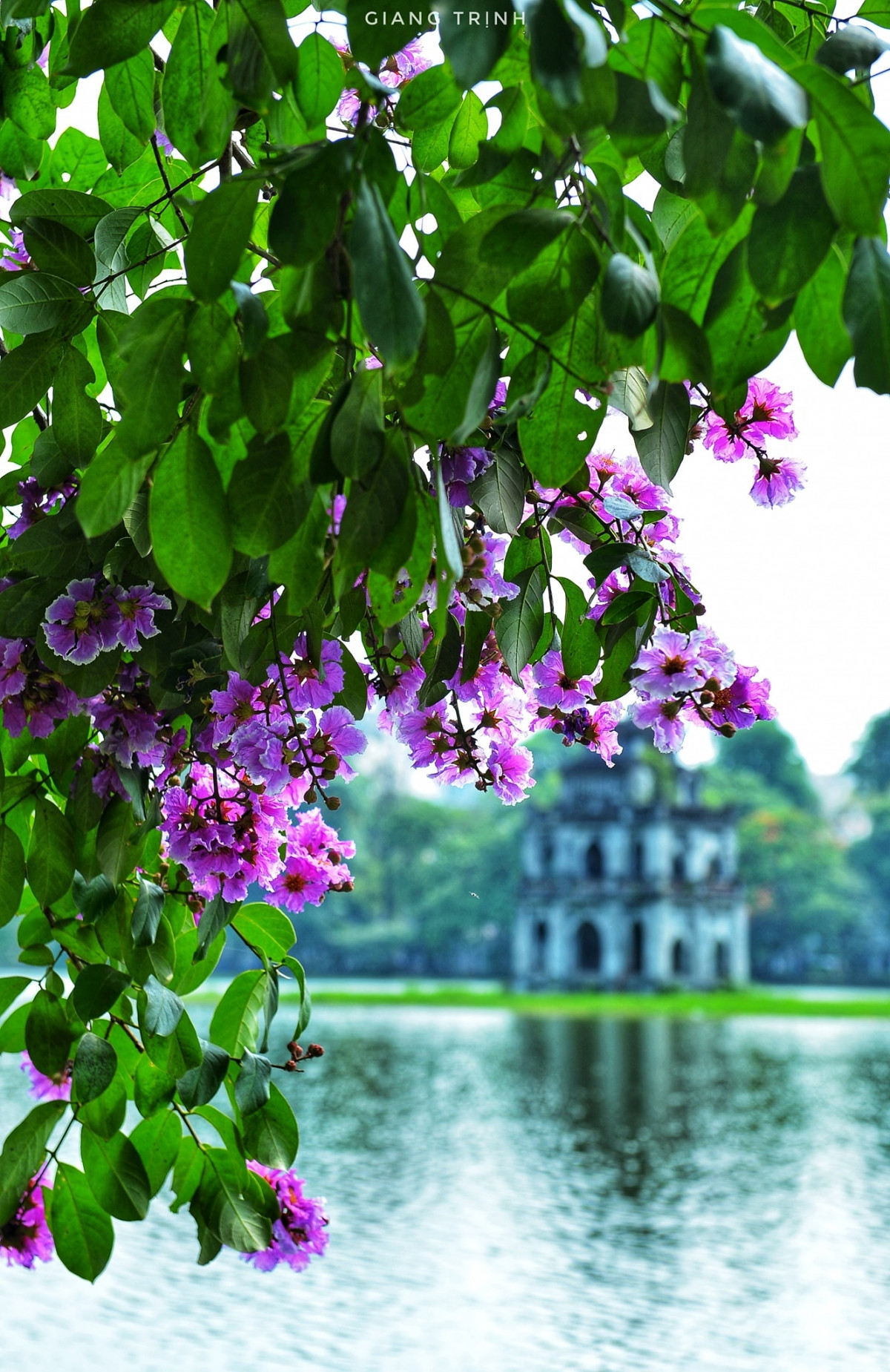 Hoa bằng lăng được trồng trên nhiều con phố ở Thủ đô Hà Nội.