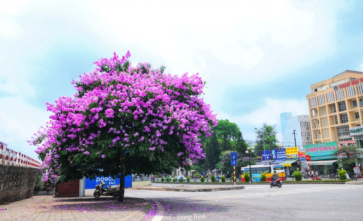 Những ngày tháng 5, trên nhiều con đường của Thủ đô hoa bằng lăng tím lại nở rộ.
