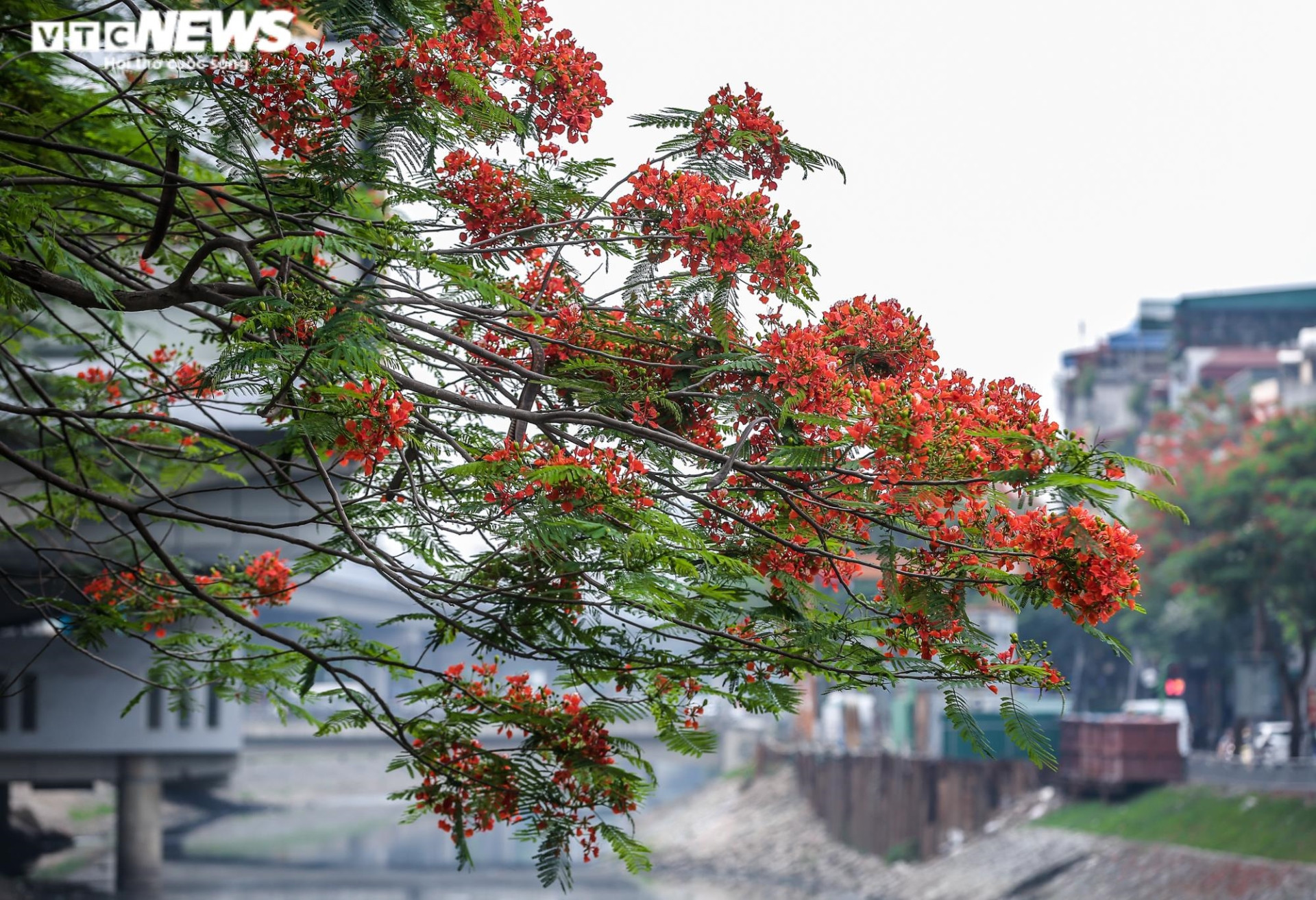 Ảnh: Hoa phượng nhuộm đỏ phố phường Hà Nội - 9