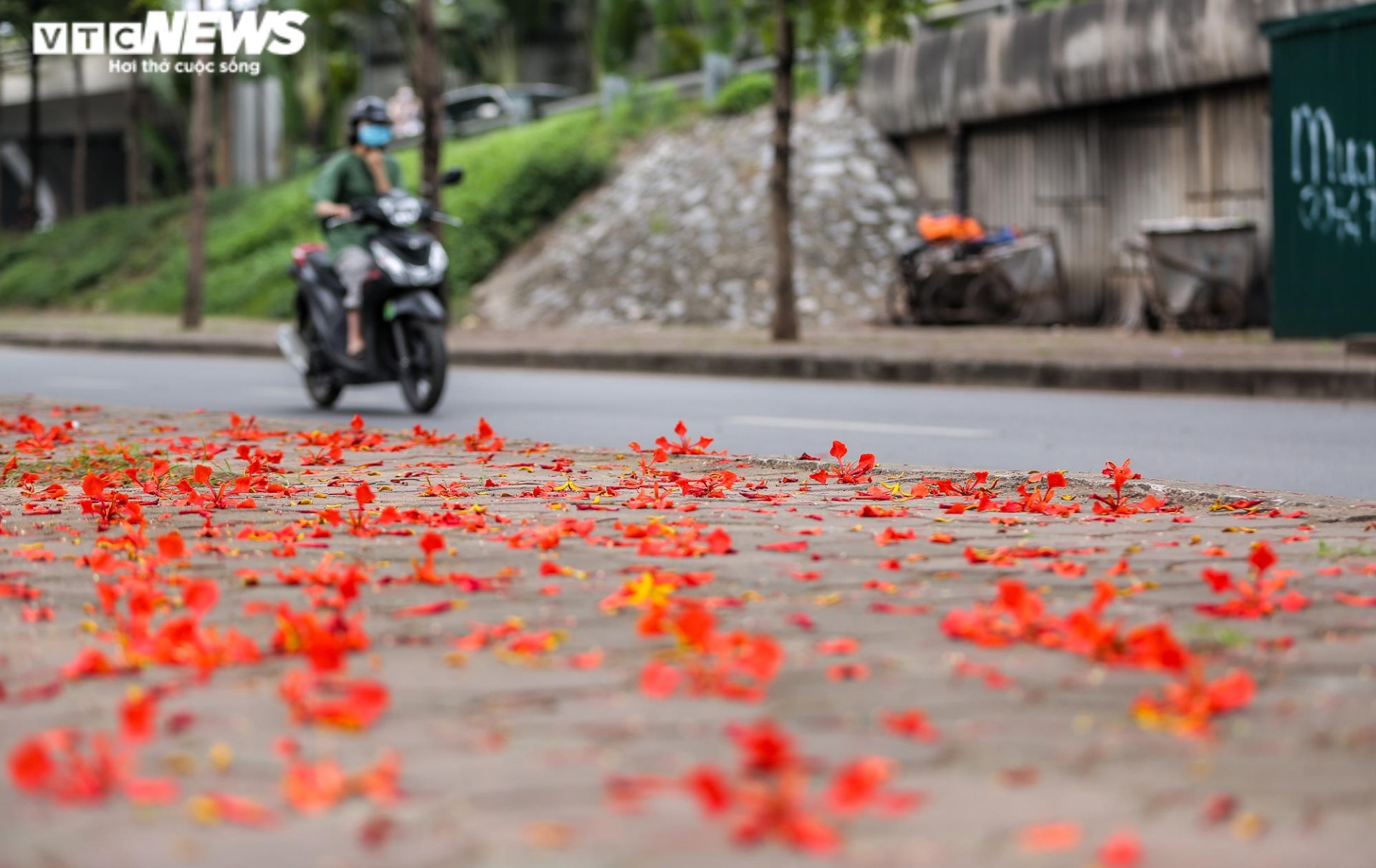 Ảnh: Hoa phượng nhuộm đỏ phố phường Hà Nội - 11