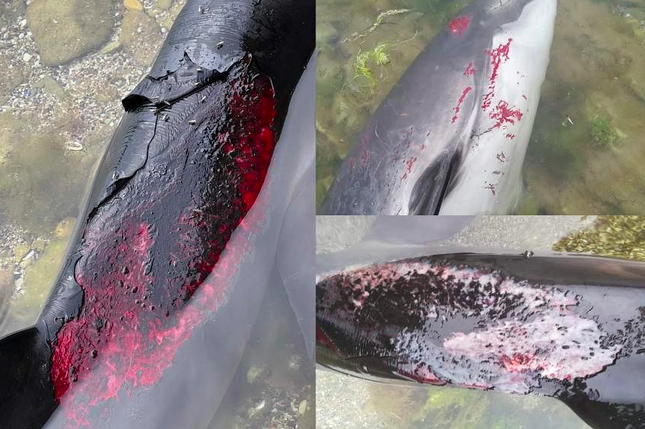 Hàng nghìn con cá heo chết cháy bí ẩn trên Biển Đen - 1