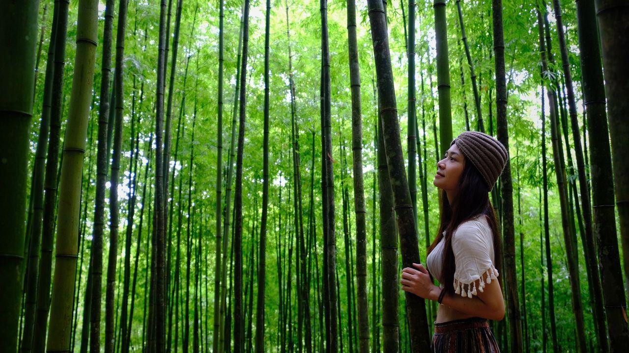 Phát hiện rừng trúc kỳ vĩ đẹp hơn cả cảnh phim kiếm hiệp ngay tại Việt Nam - 12