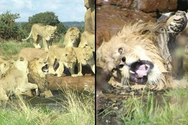 ‘Vua đồng cỏ’ suýt chết khi bị bầy sư tử cái tấn công - 1