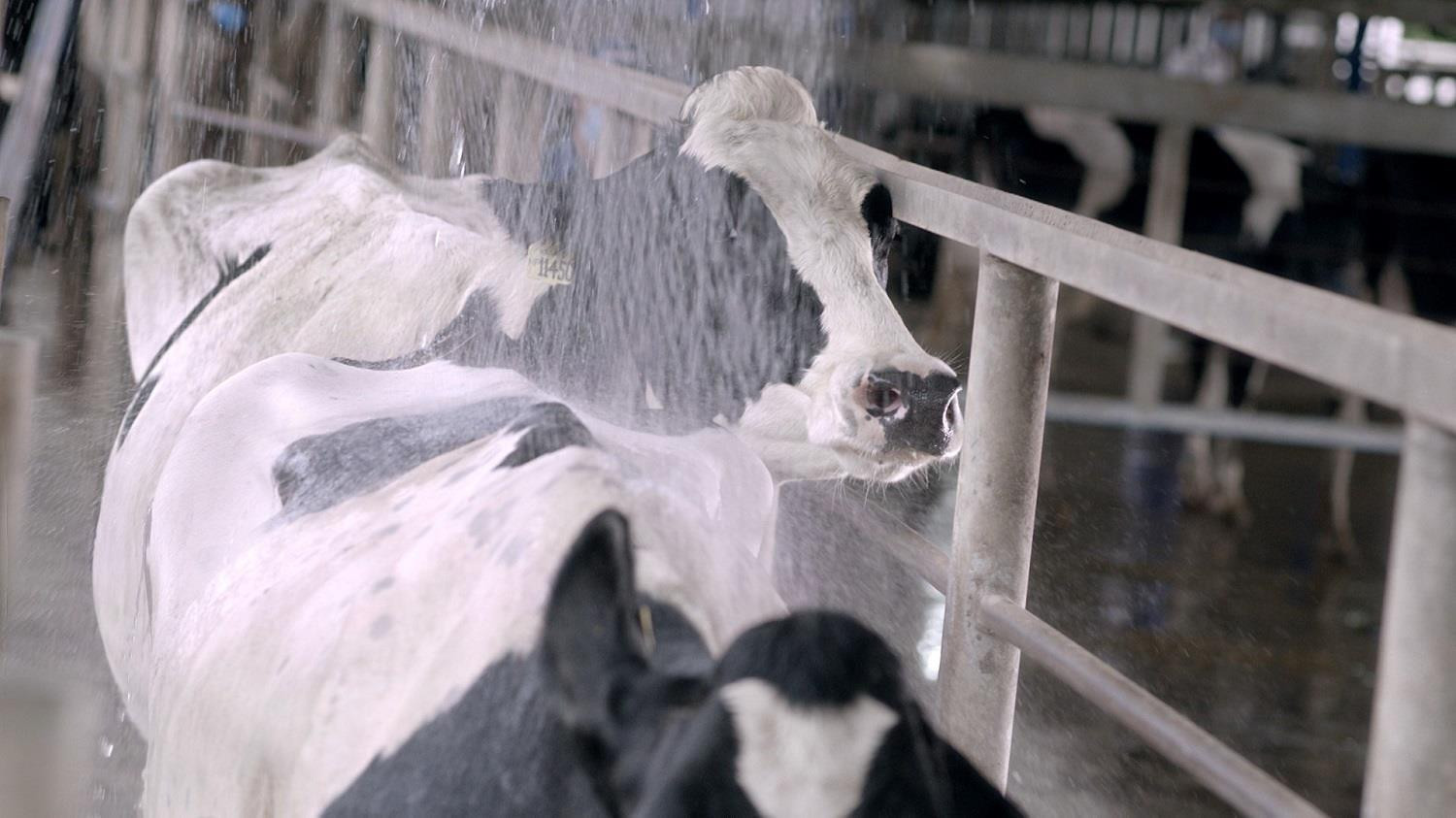 Vinamilk Green Farm: Mô hình trang trại bò sữa phát triển bền vững - 5