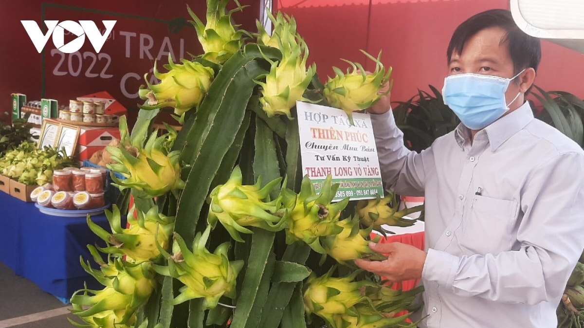 thanh long vỏ vàng ruột trắng giá cao, nhà vườn nhân rộng hình ảnh 1 thanh long vo vang ruot trang gia cao, nha vuon nhan rong hinh anh 1