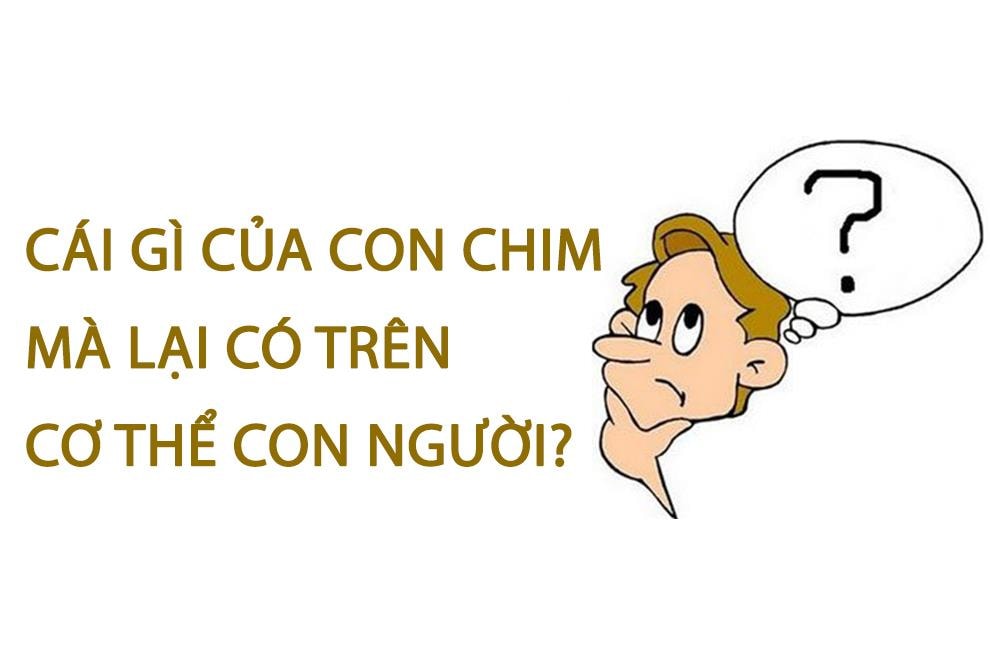 Đố vui: Cái gì của con chim mà lại có trên cơ thể con người?  - 1